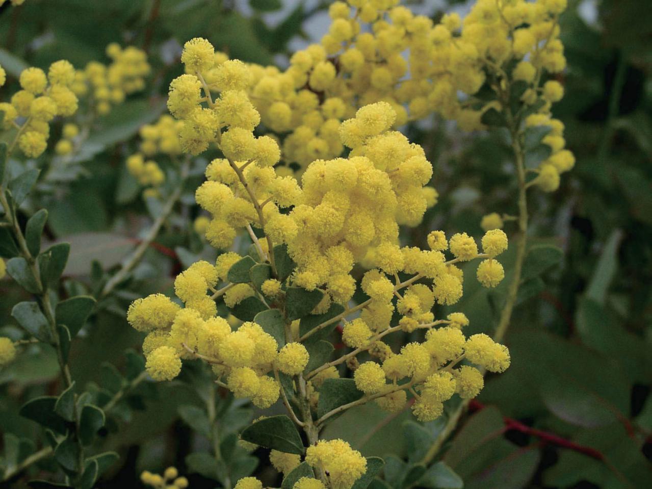  3〜5月が植えつけの適期！ おすすめ【ミモザ】カタログ（画像19）