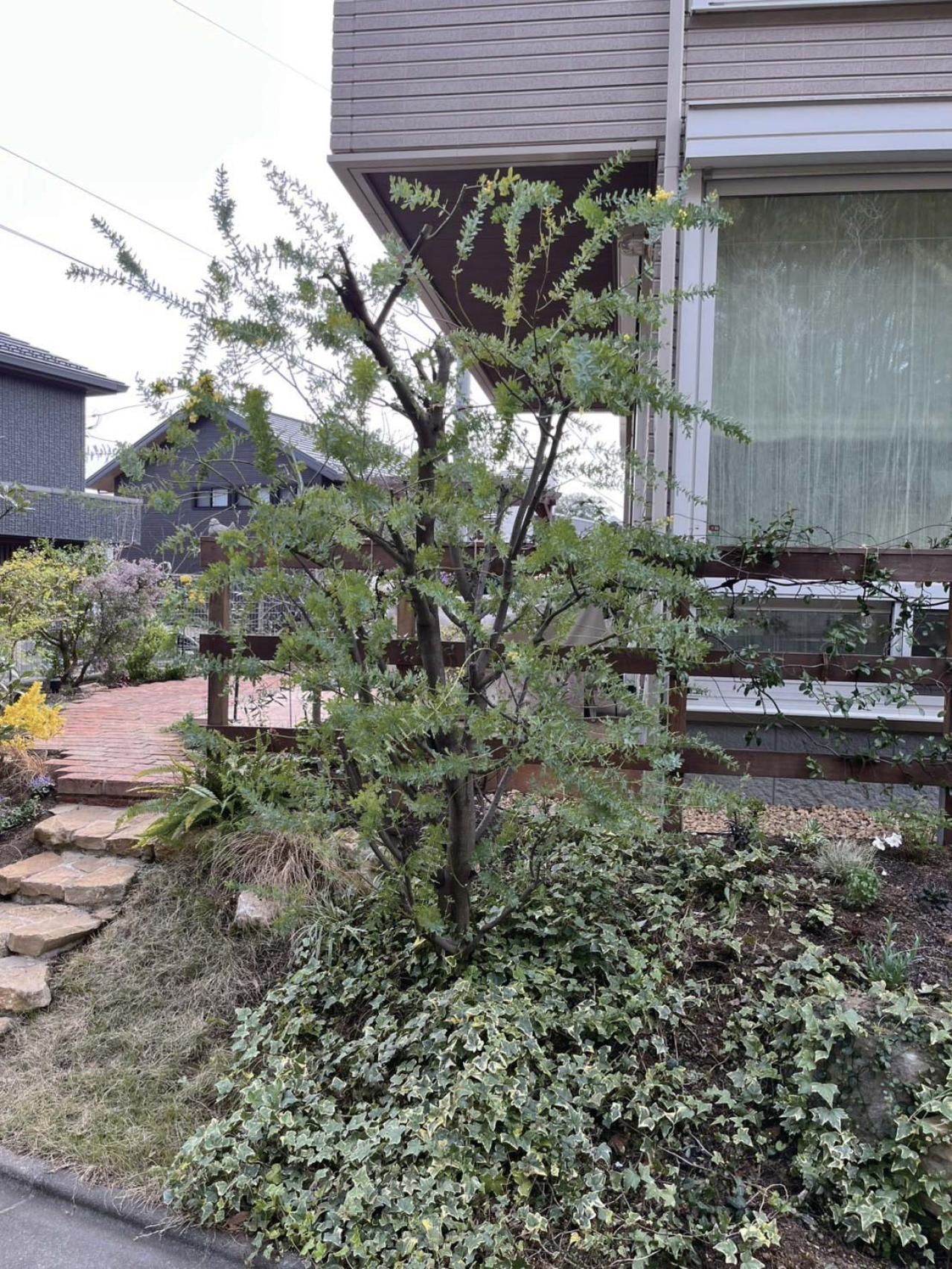 翌年も美しく花を咲かせたい！【ミモザの鉢植え】管理のポイントは？（画像12）