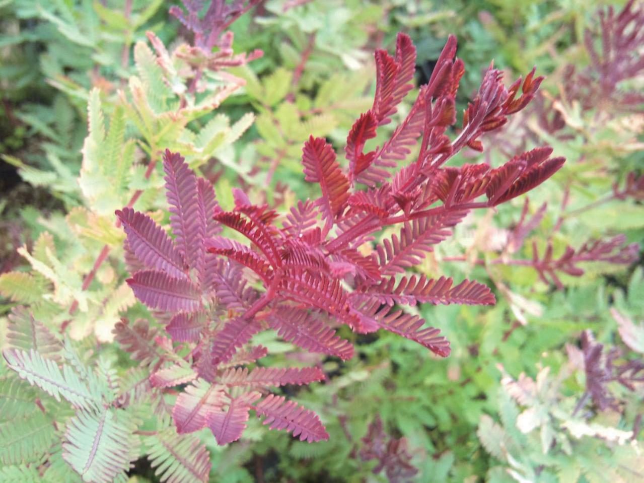  3〜5月が植えつけの適期！ おすすめ【ミモザ】カタログ（画像3）