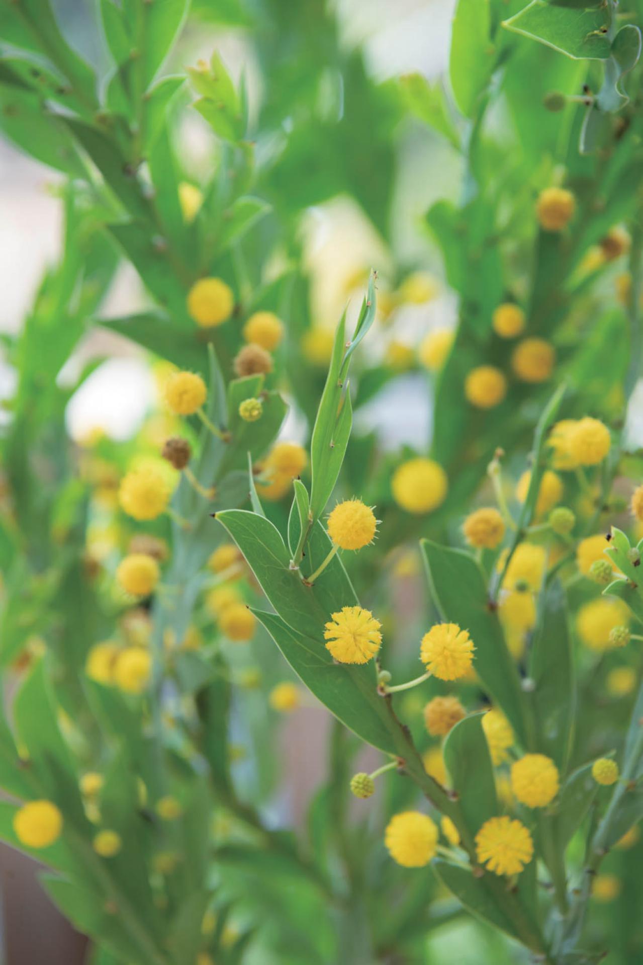  3〜5月が植えつけの適期！ おすすめ【ミモザ】カタログ（画像13）