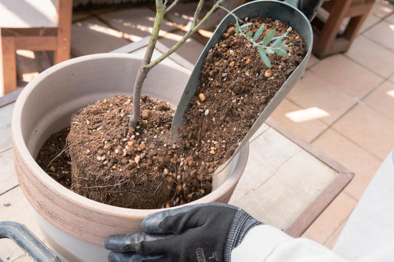 初心者でも簡単に育てられる！鉢植えで楽しむ【ミモザ】植えつけプロセスを公開（画像18）