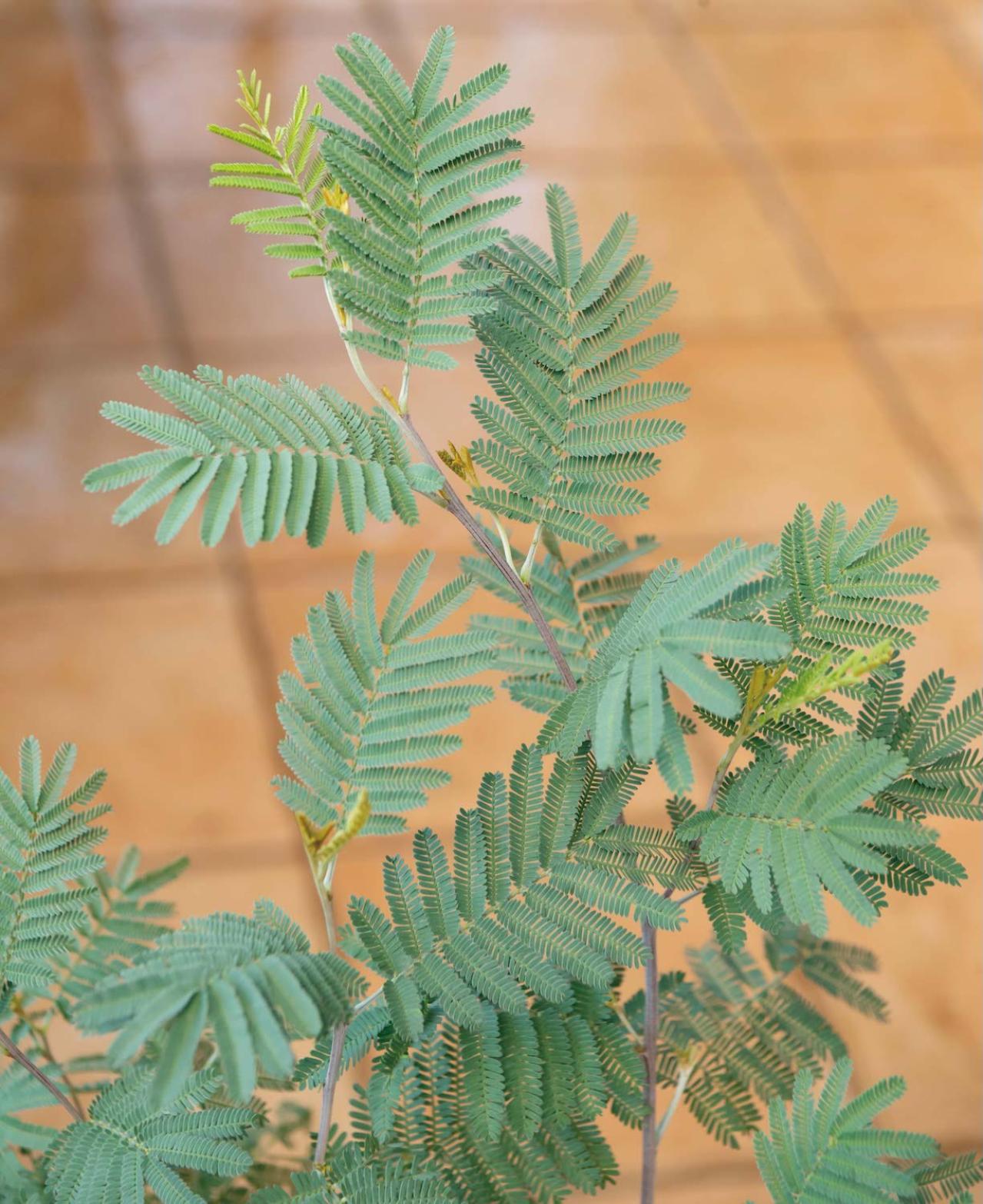  3〜5月が植えつけの適期！ おすすめ【ミモザ】カタログ（画像10）