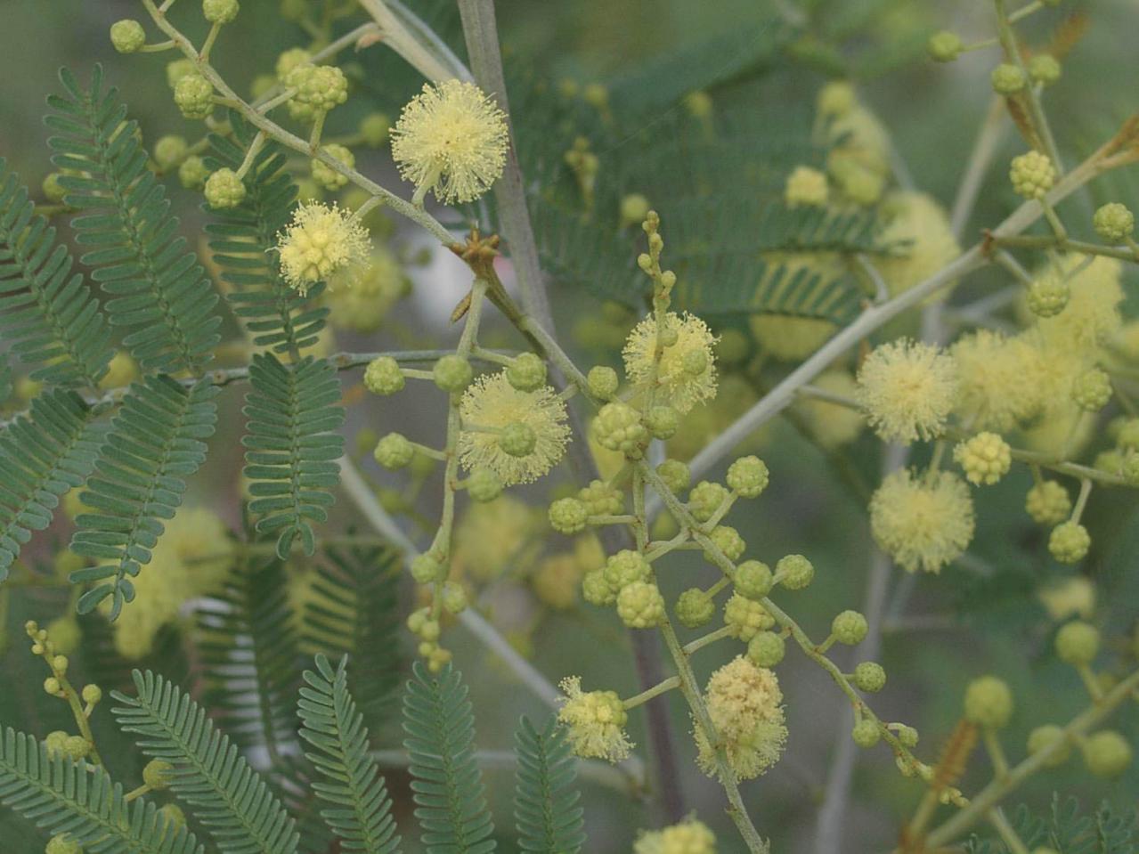  3〜5月が植えつけの適期！ おすすめ【ミモザ】カタログ（画像9）