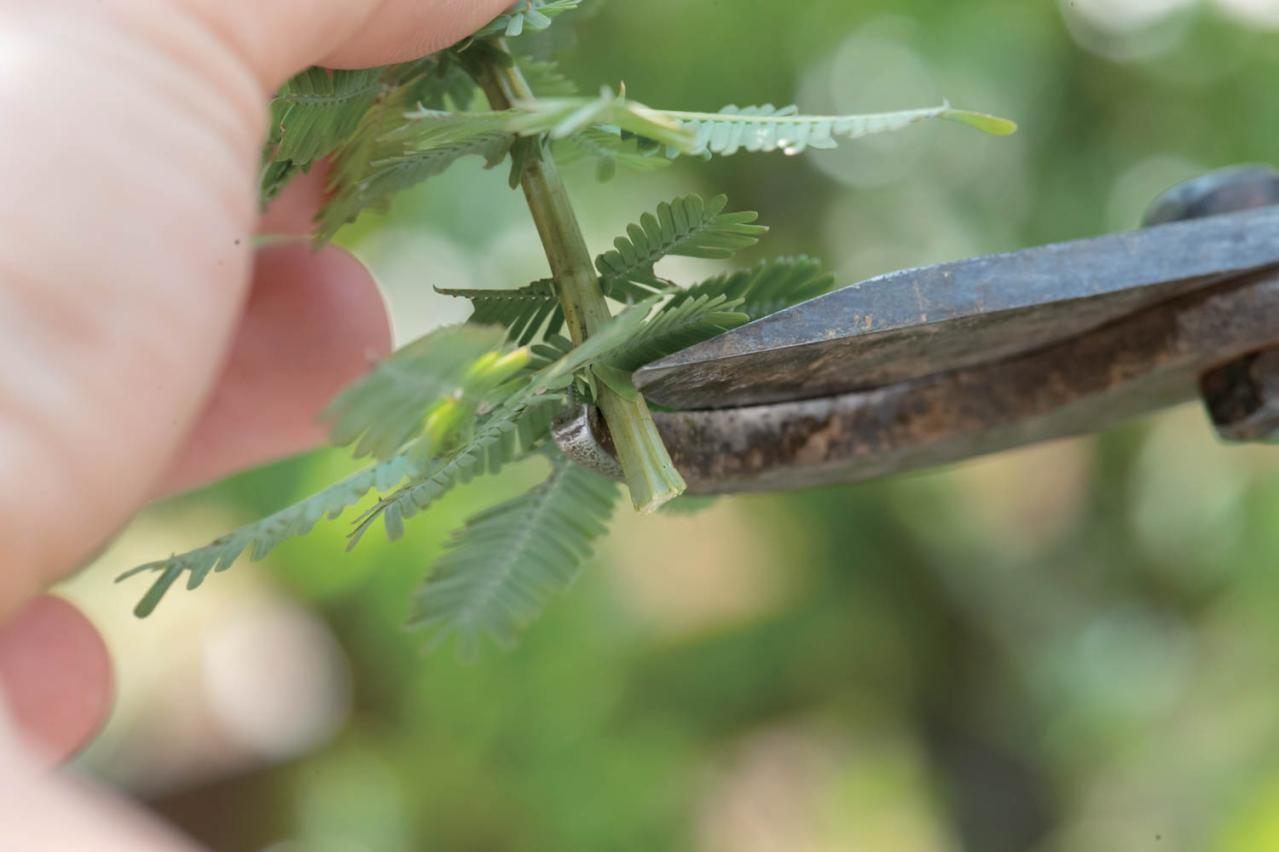 初心者でも簡単に育てられる！鉢植えで楽しむ【ミモザ】植えつけプロセスを公開（画像6）