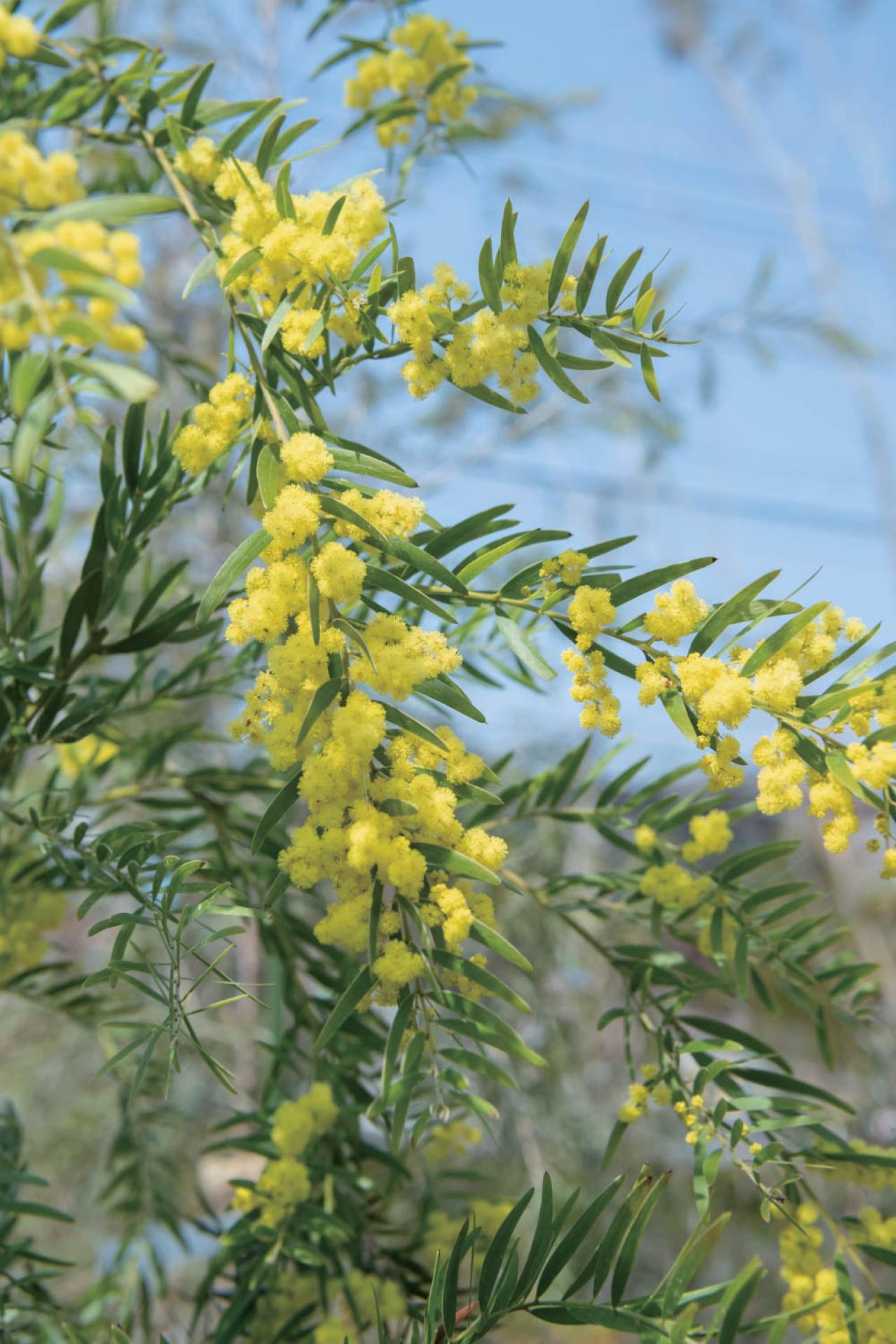  3〜5月が植えつけの適期！ おすすめ【ミモザ】カタログ（画像11）