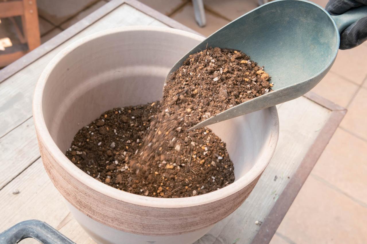 初心者でも簡単に育てられる！鉢植えで楽しむ【ミモザ】植えつけプロセスを公開（画像10）