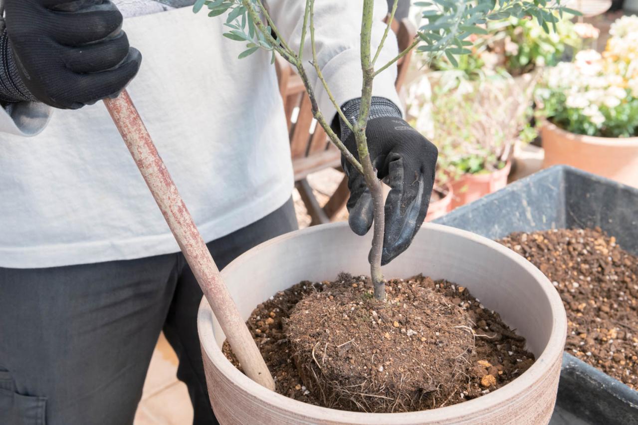 初心者でも簡単に育てられる！鉢植えで楽しむ【ミモザ】植えつけプロセスを公開（画像19）