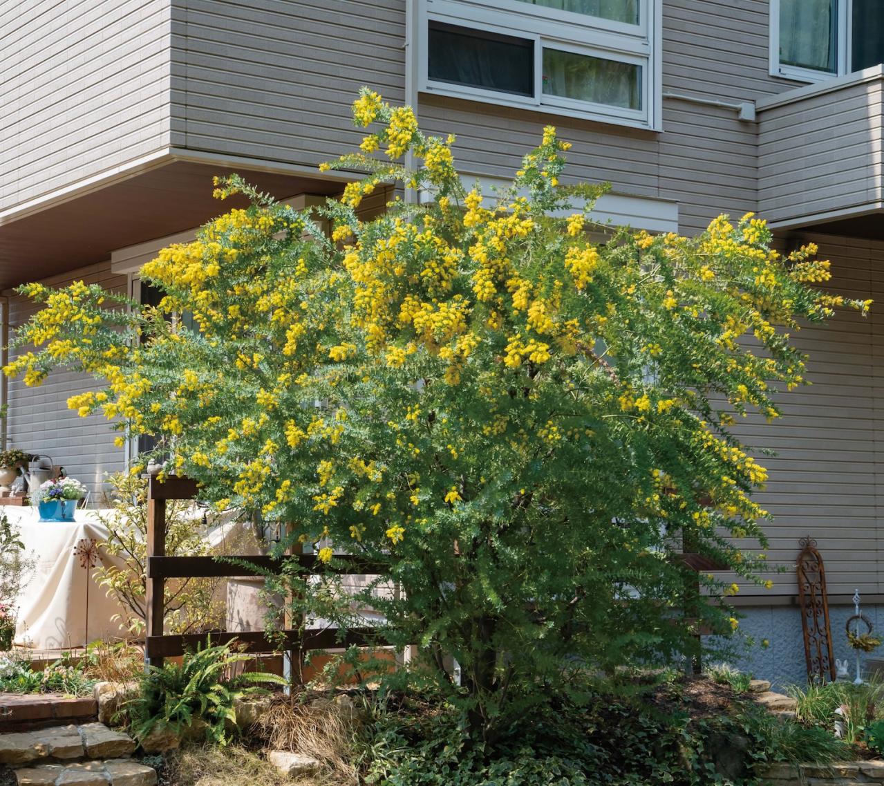 翌年も美しく花を咲かせたい！【ミモザの鉢植え】管理のポイントは？（画像11）