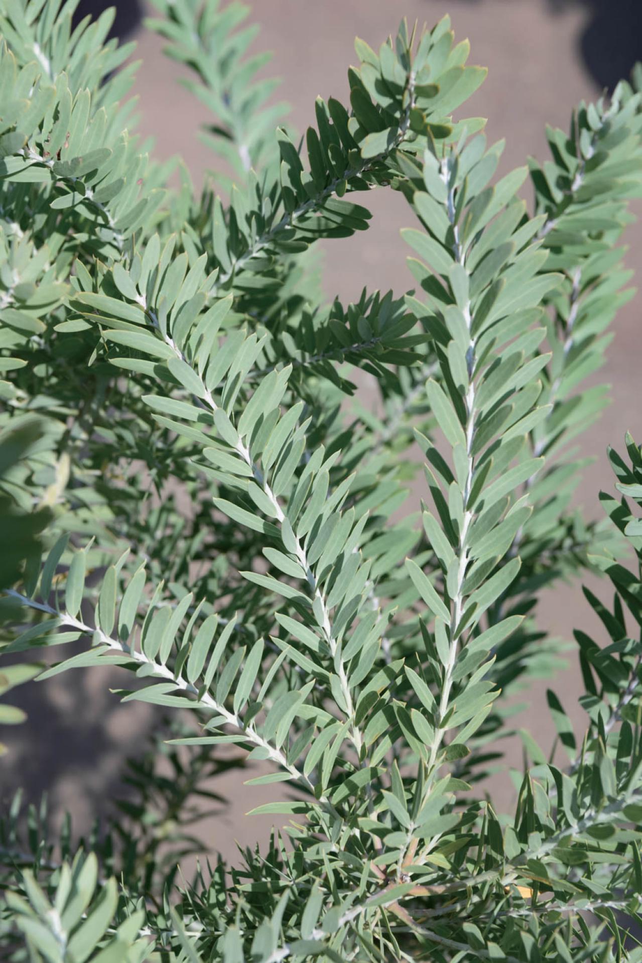  3〜5月が植えつけの適期！ おすすめ【ミモザ】カタログ（画像7）