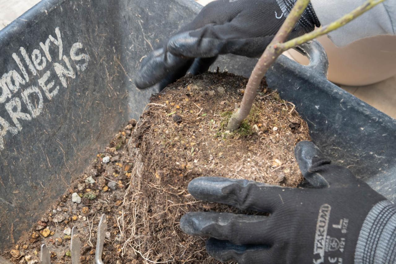 初心者でも簡単に育てられる！鉢植えで楽しむ【ミモザ】植えつけプロセスを公開（画像16）