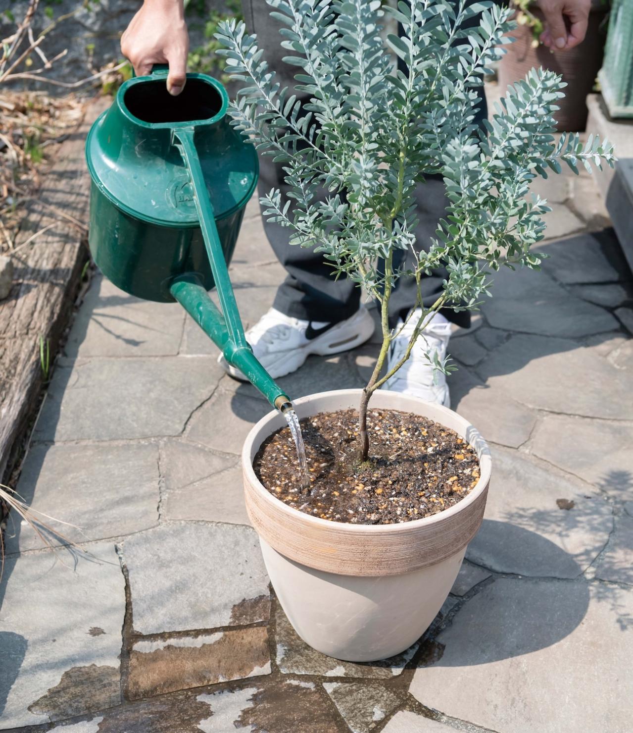 初心者でも簡単に育てられる！鉢植えで楽しむ【ミモザ】植えつけプロセスを公開（画像23）