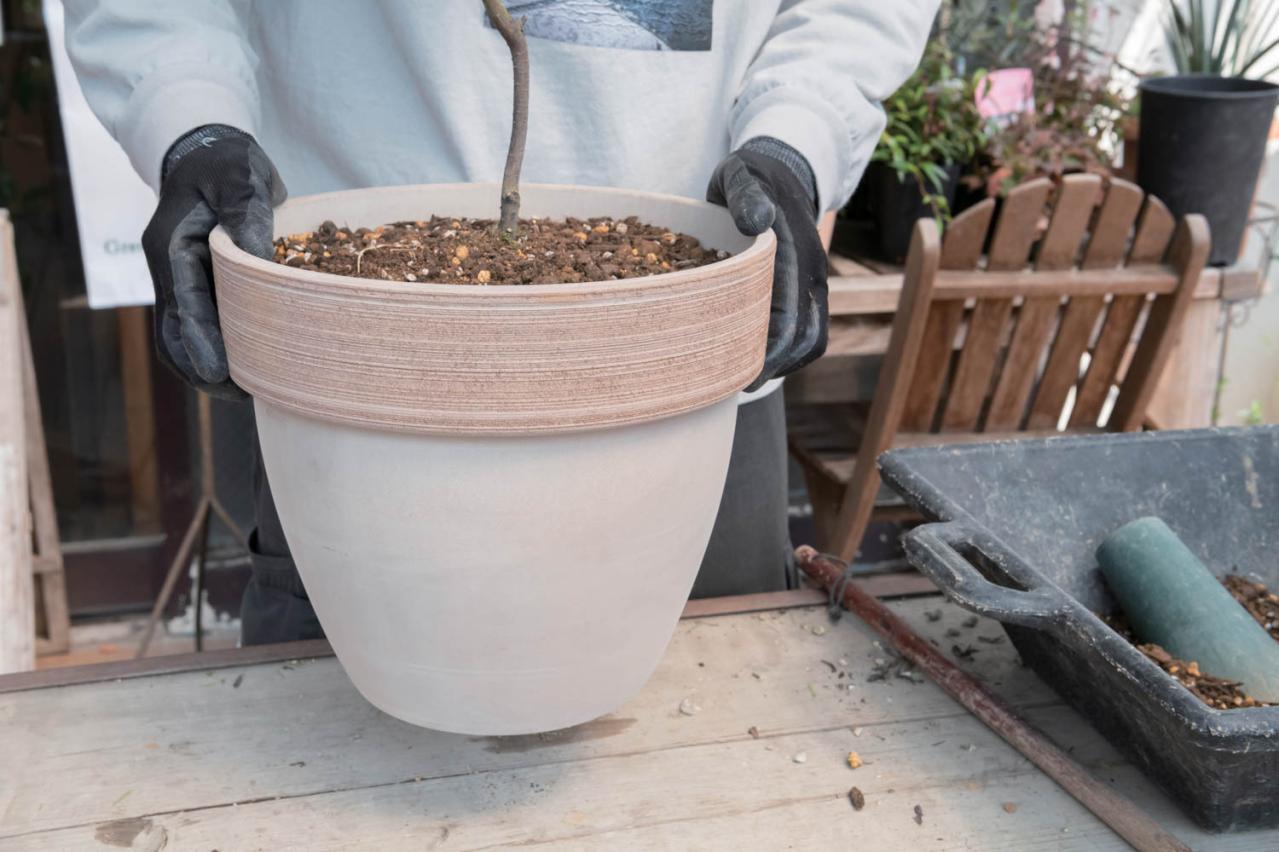 初心者でも簡単に育てられる！鉢植えで楽しむ【ミモザ】植えつけプロセスを公開（画像22）