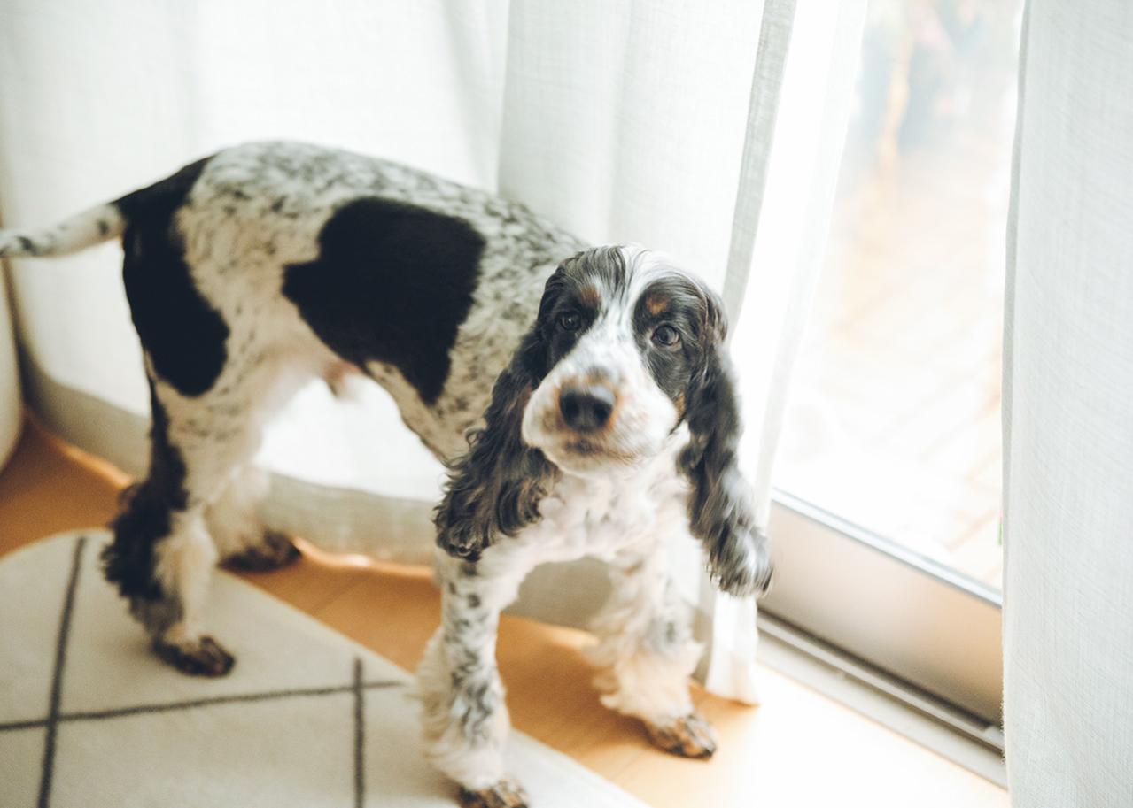 60代ブロガー、人生初のひとり暮らしは2LDKの賃貸マンション「テーマは”身軽”です」（画像7）