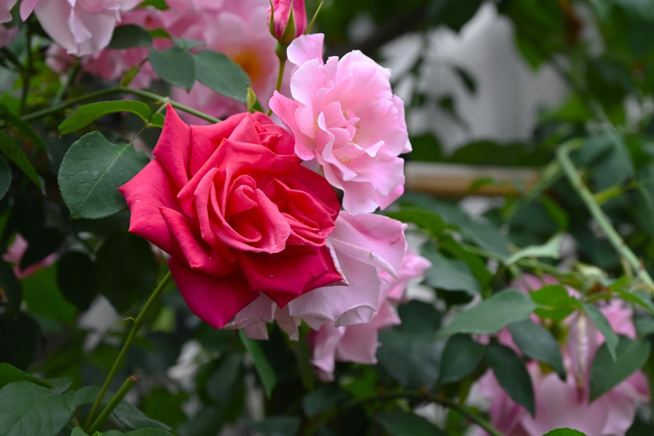 3月のバラ、芽吹き前後にやるべきことチェック！【ガーデニング】（画像5）