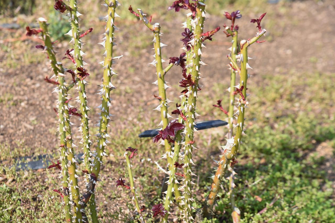 3月のバラ、芽吹き前後にやるべきことチェック！【ガーデニング】（画像3）