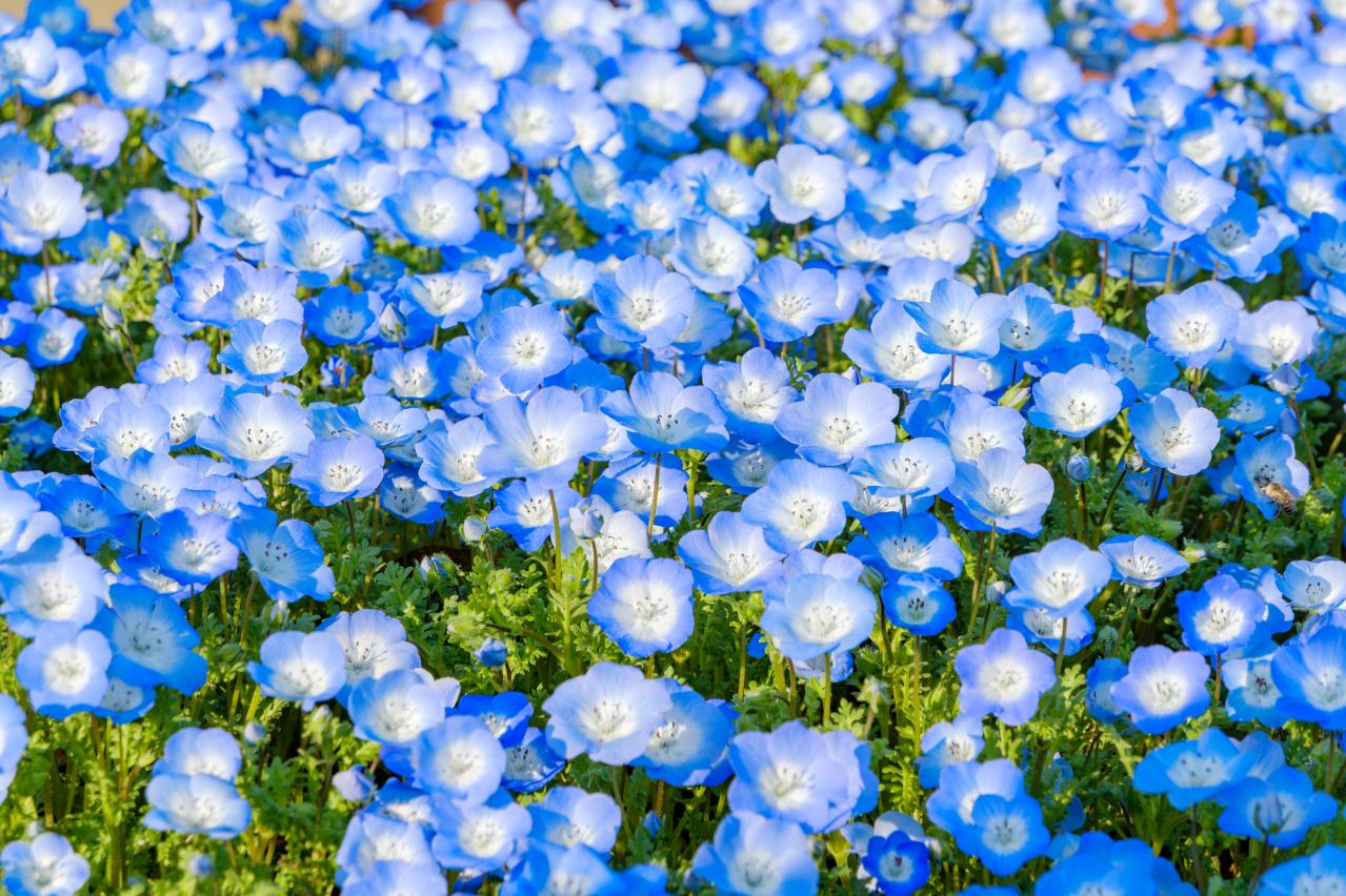 春にたくさん咲く「青い花」8選　おすすめの一年草＆多年草【ガーデニング】（画像4）