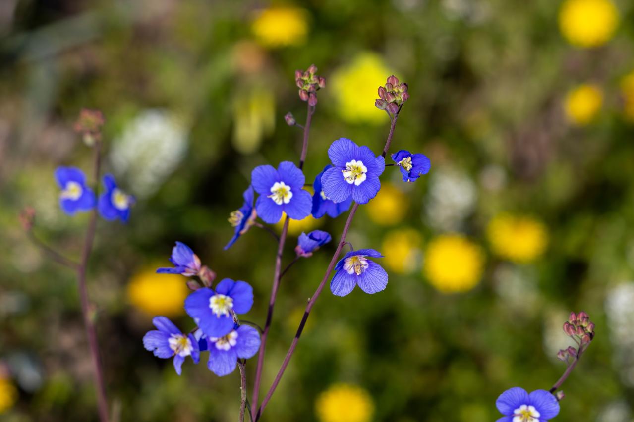 春にたくさん咲く「青い花」8選　おすすめの一年草＆多年草【ガーデニング】（画像6）