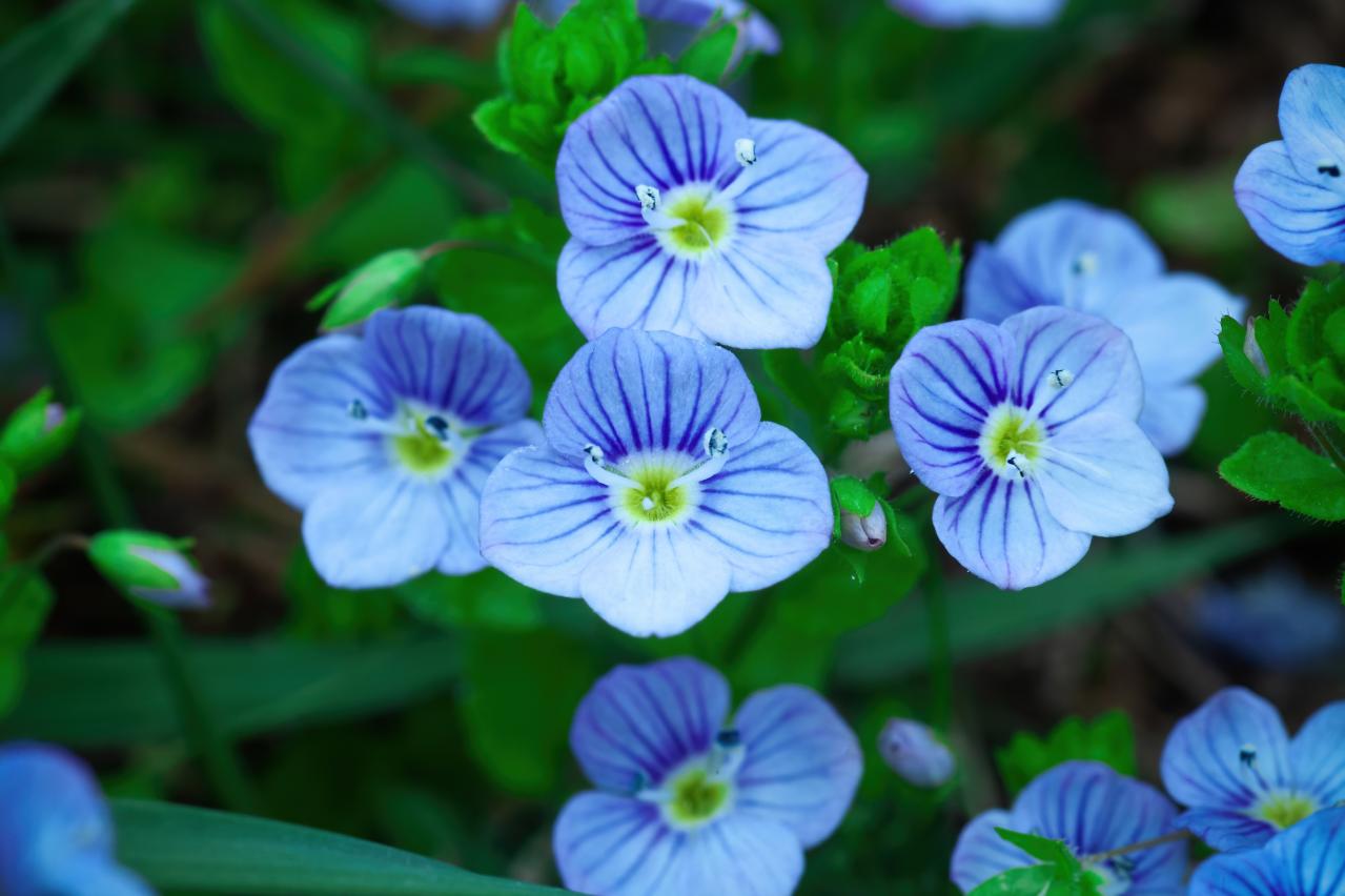 春にたくさん咲く「青い花」8選　おすすめの一年草＆多年草【ガーデニング】（画像11）