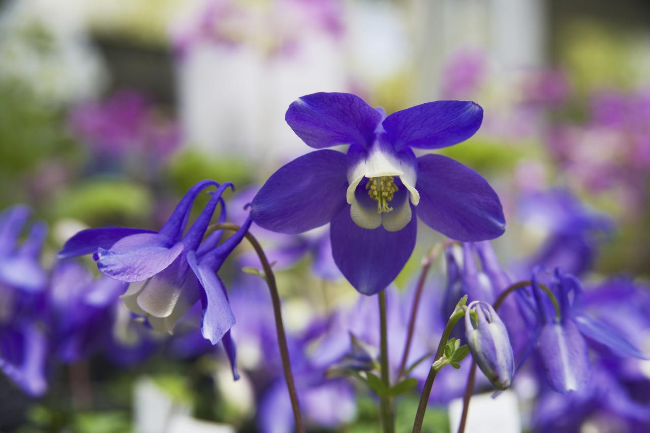 春にたくさん咲く「青い花」8選　おすすめの一年草＆多年草【ガーデニング】（画像12）