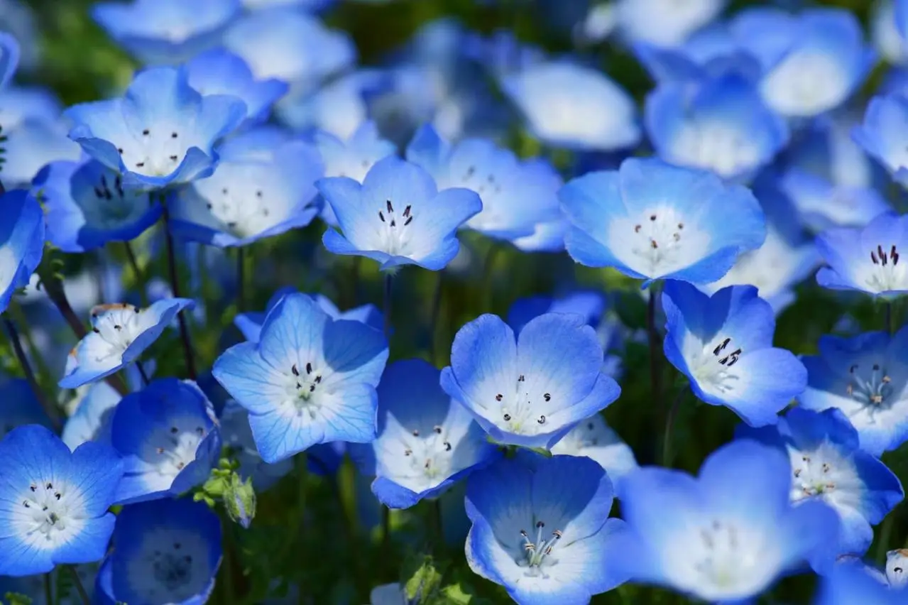 春にたくさん咲く「青い花」8選 おすすめの一年草＆多年草