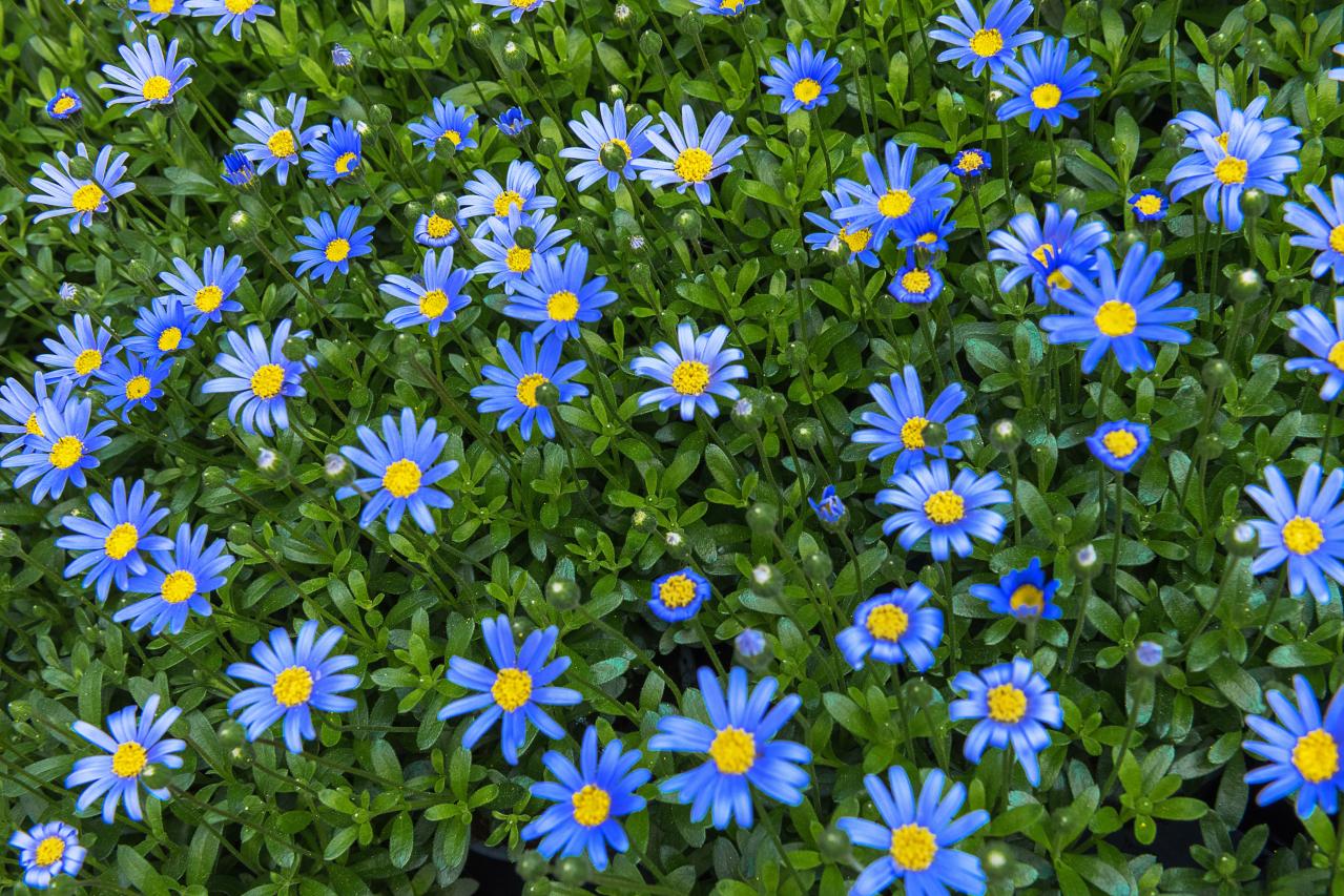 春にたくさん咲く「青い花」8選　おすすめの一年草＆多年草【ガーデニング】（画像7）