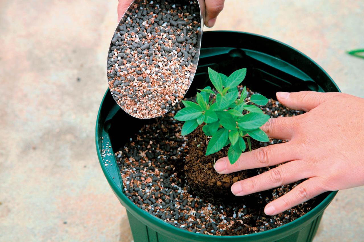 初めての【野菜＆ハーブ育て】用意すべき基本アイテムは？ ルッコラ栽培のポイントも紹介（画像2）