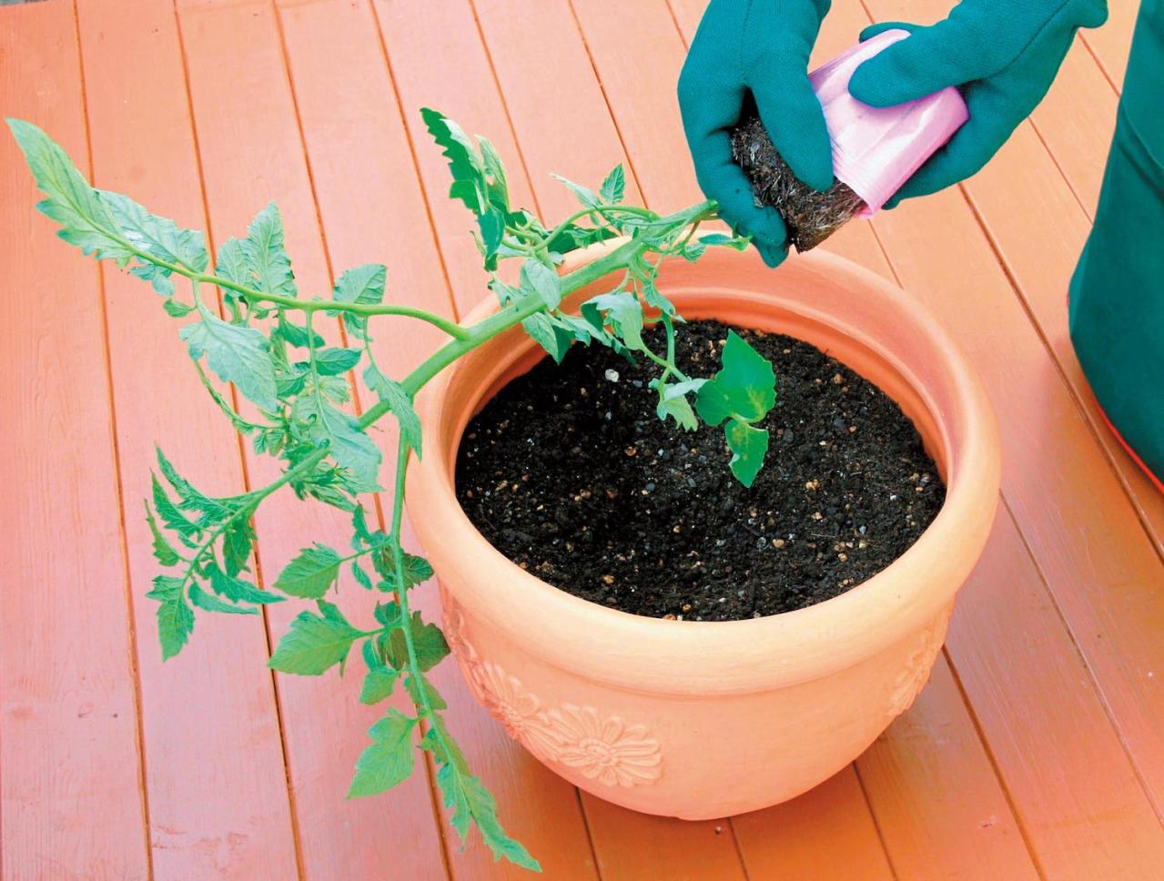 初心者でも簡単！ 鉢で育てる【ミニトマト】甘くてジューシーな実を収穫するには？（画像4）