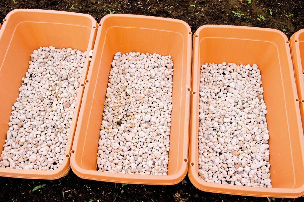 初めての【野菜＆ハーブ育て】用意すべき基本アイテムは？ ルッコラ栽培のポイントも紹介（画像3）