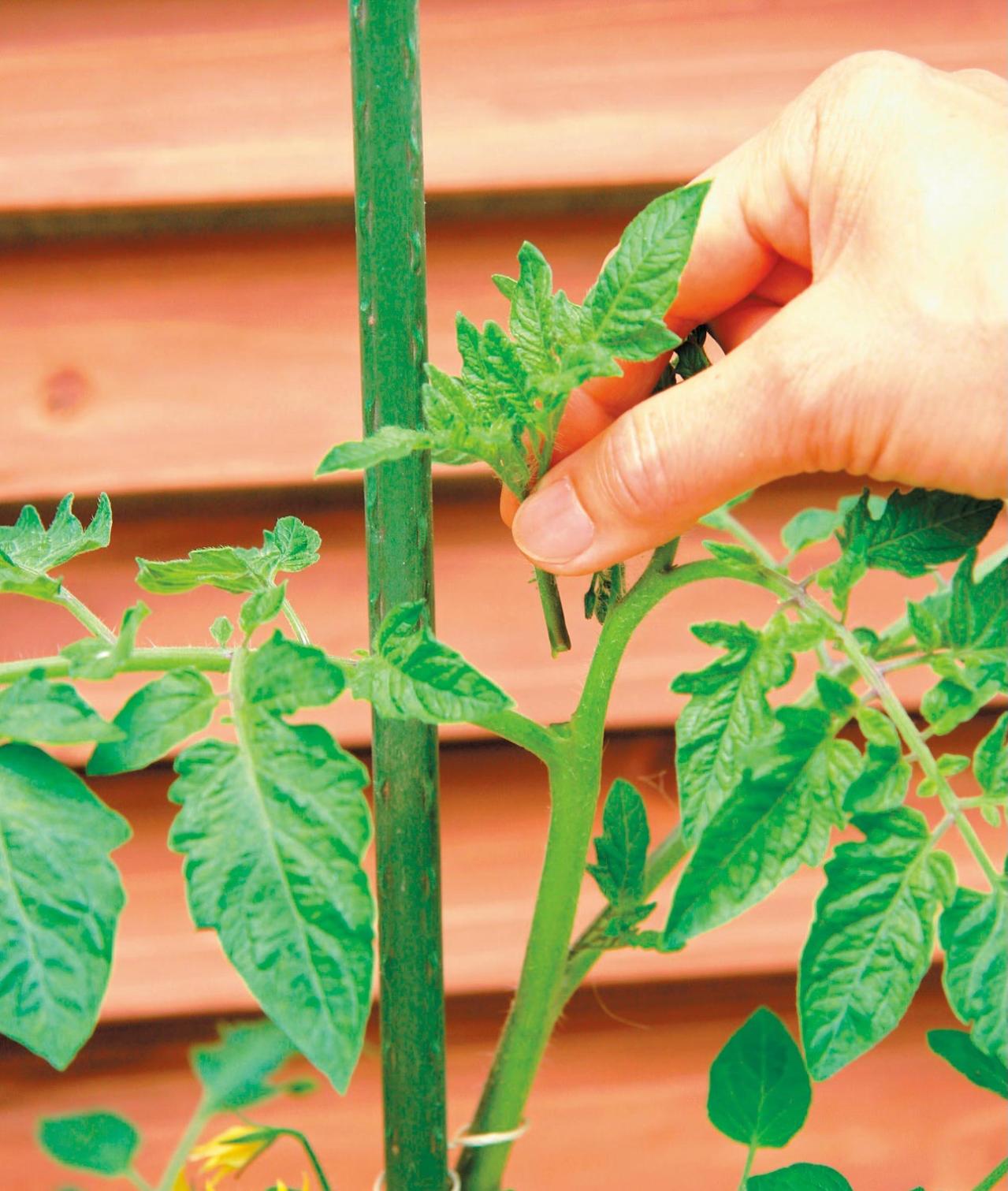 初心者でも簡単！ 鉢で育てる【ミニトマト】甘くてジューシーな実を収穫するには？（画像6）