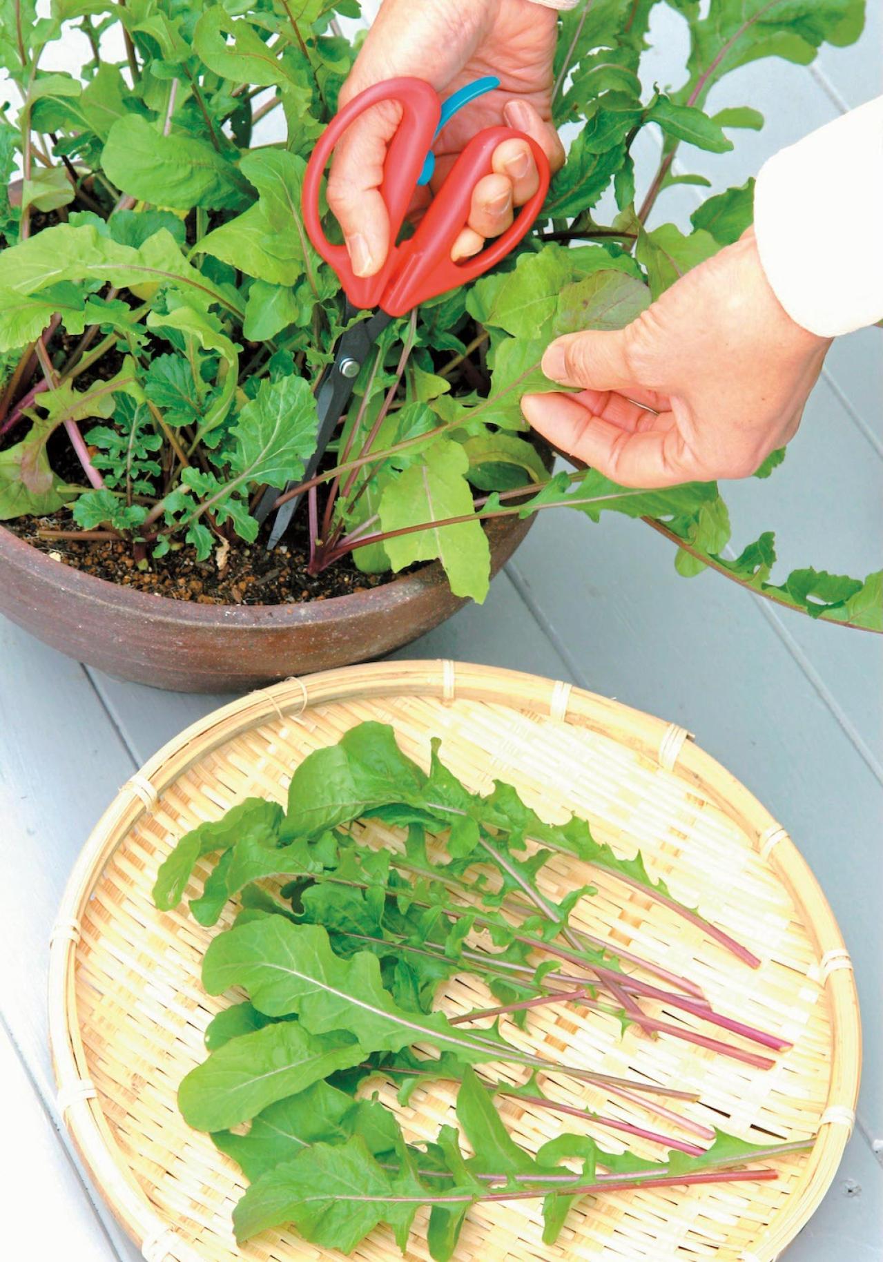 初めての【野菜＆ハーブ育て】用意すべき基本アイテムは？ ルッコラ栽培のポイントも紹介（画像9）