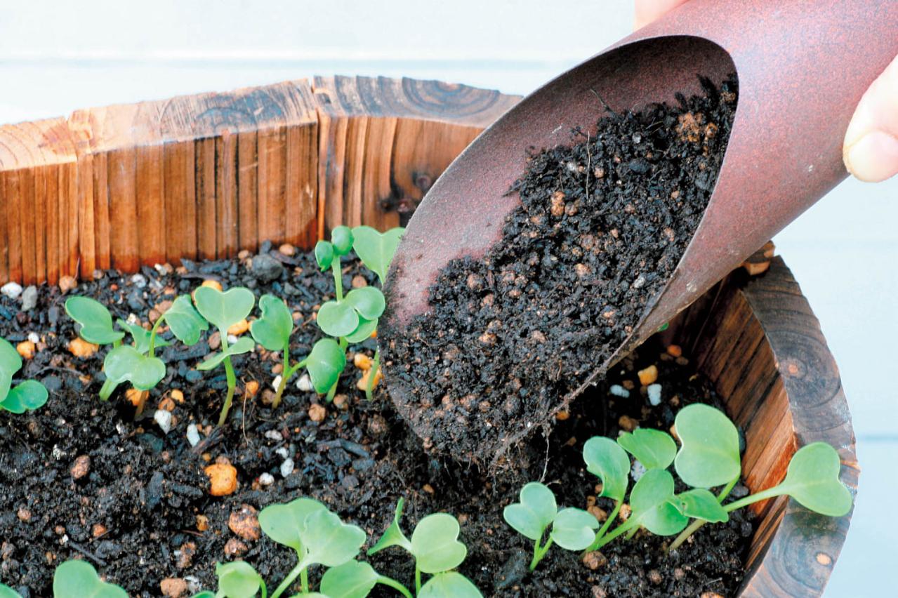 鉢で簡単に育てられる！春まき野菜【ラディッシュ＆コールラビ】の栽培のコツ（画像8）