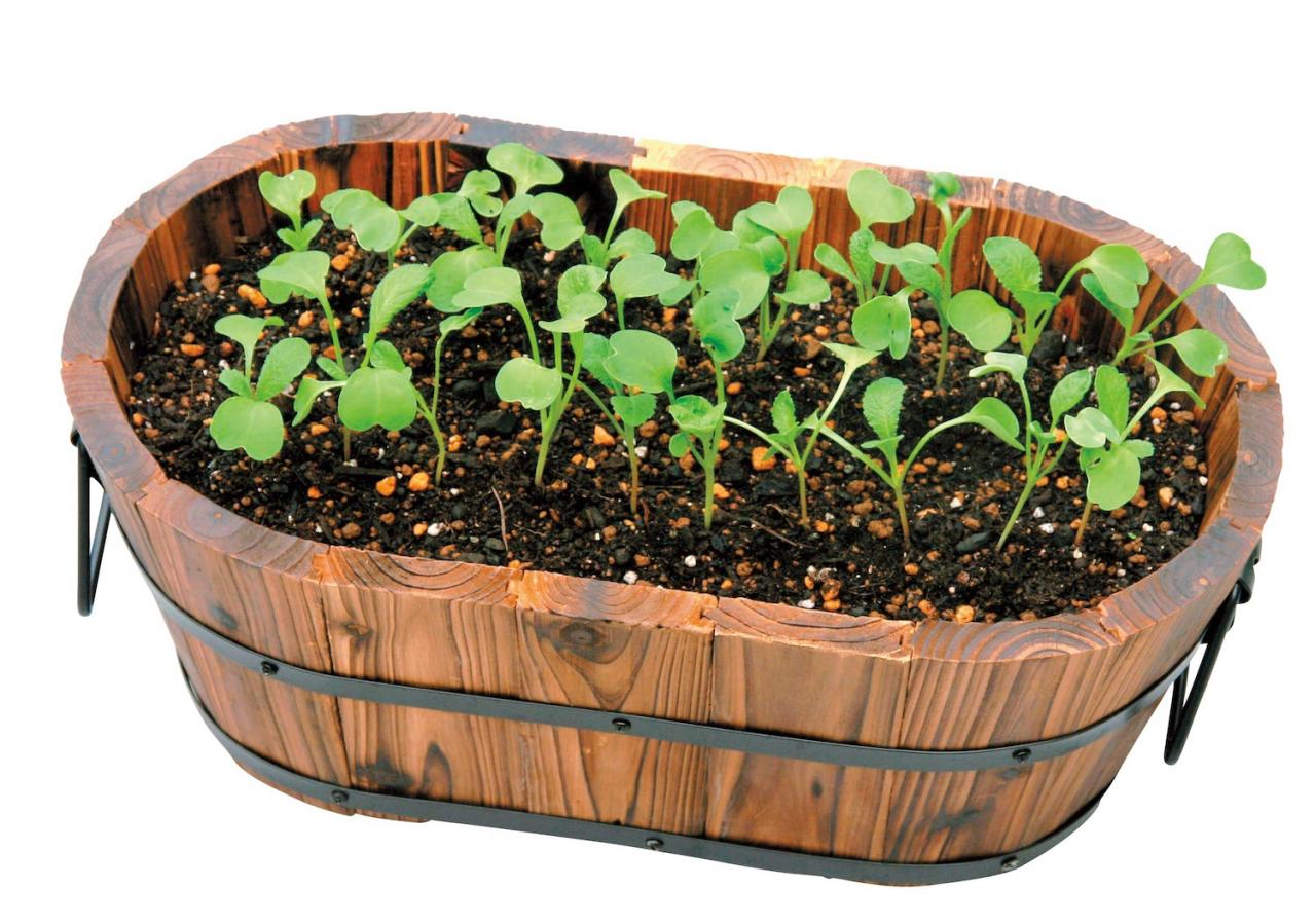 鉢で簡単に育てられる！春まき野菜【ラディッシュ＆コールラビ】の栽培のコツ（画像7）