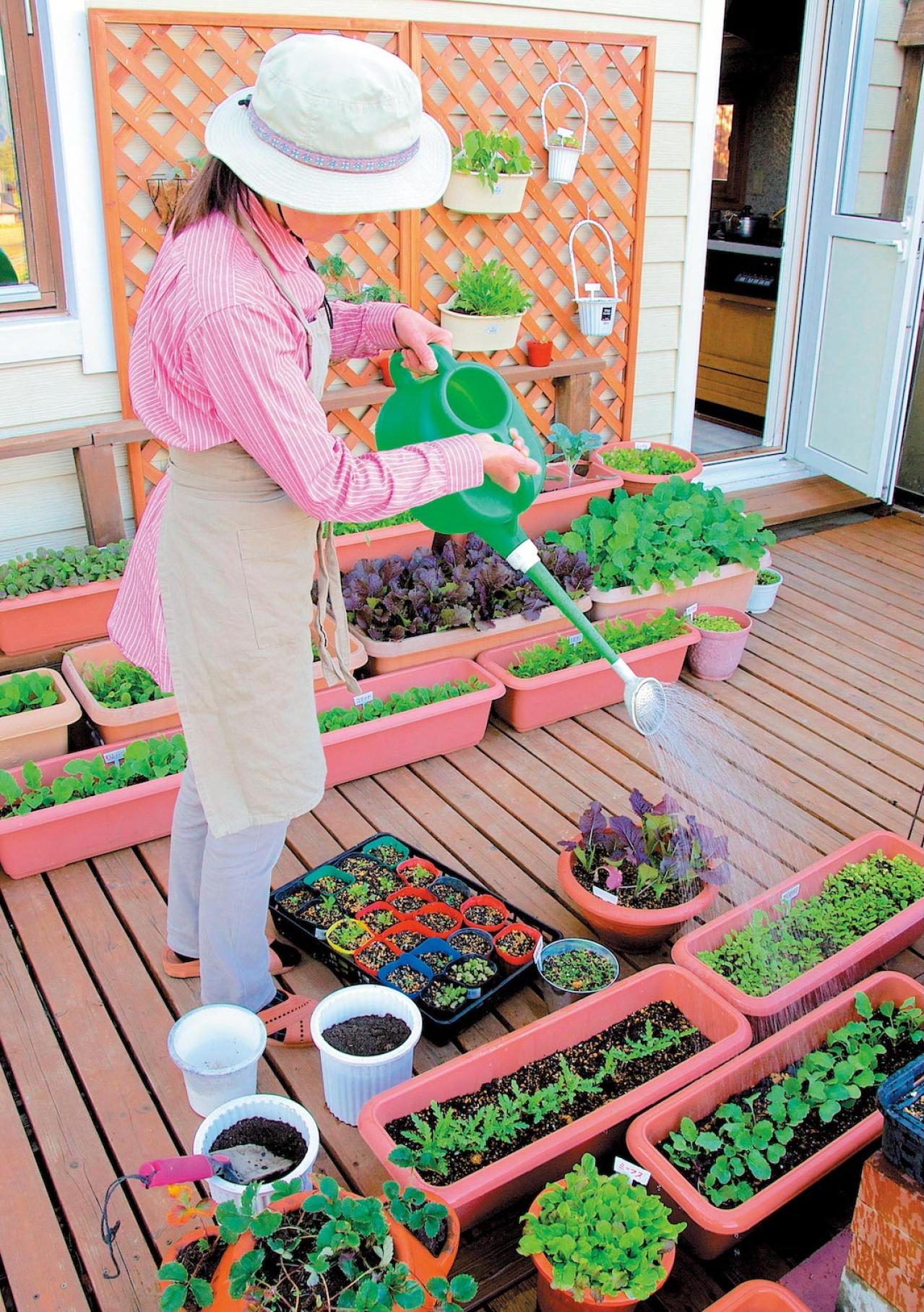 初めての【野菜＆ハーブ育て】用意すべき基本アイテムは？ ルッコラ栽培のポイントも紹介（画像7）