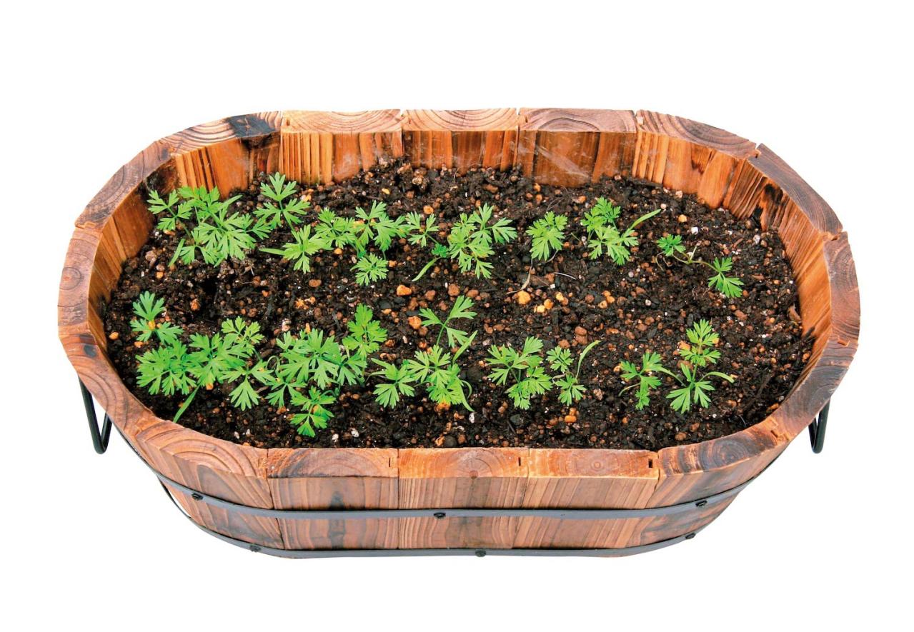 初めての【野菜＆ハーブ育て】用意すべき基本アイテムは？ ルッコラ栽培のポイントも紹介（画像5）