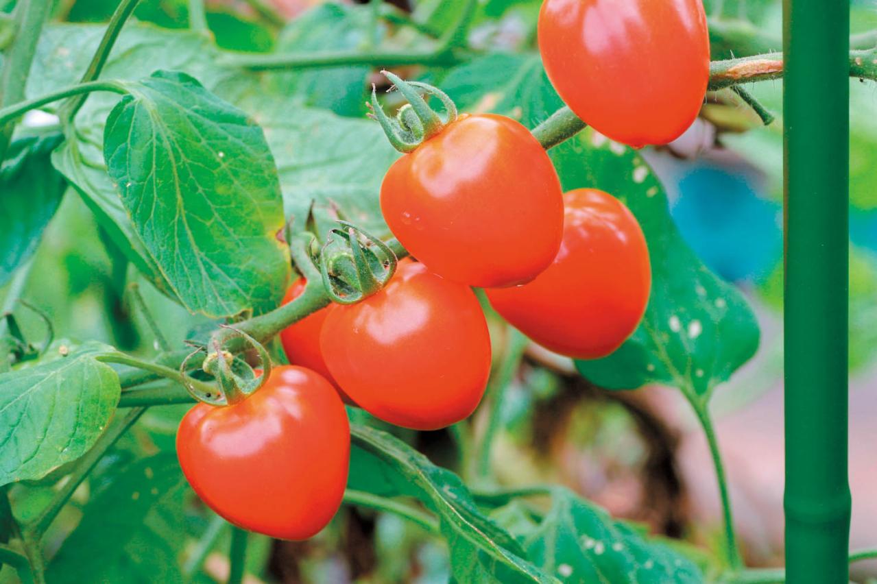 初心者でも簡単！ 鉢で育てる【ミニトマト】甘くてジューシーな実を収穫するには？（画像3）