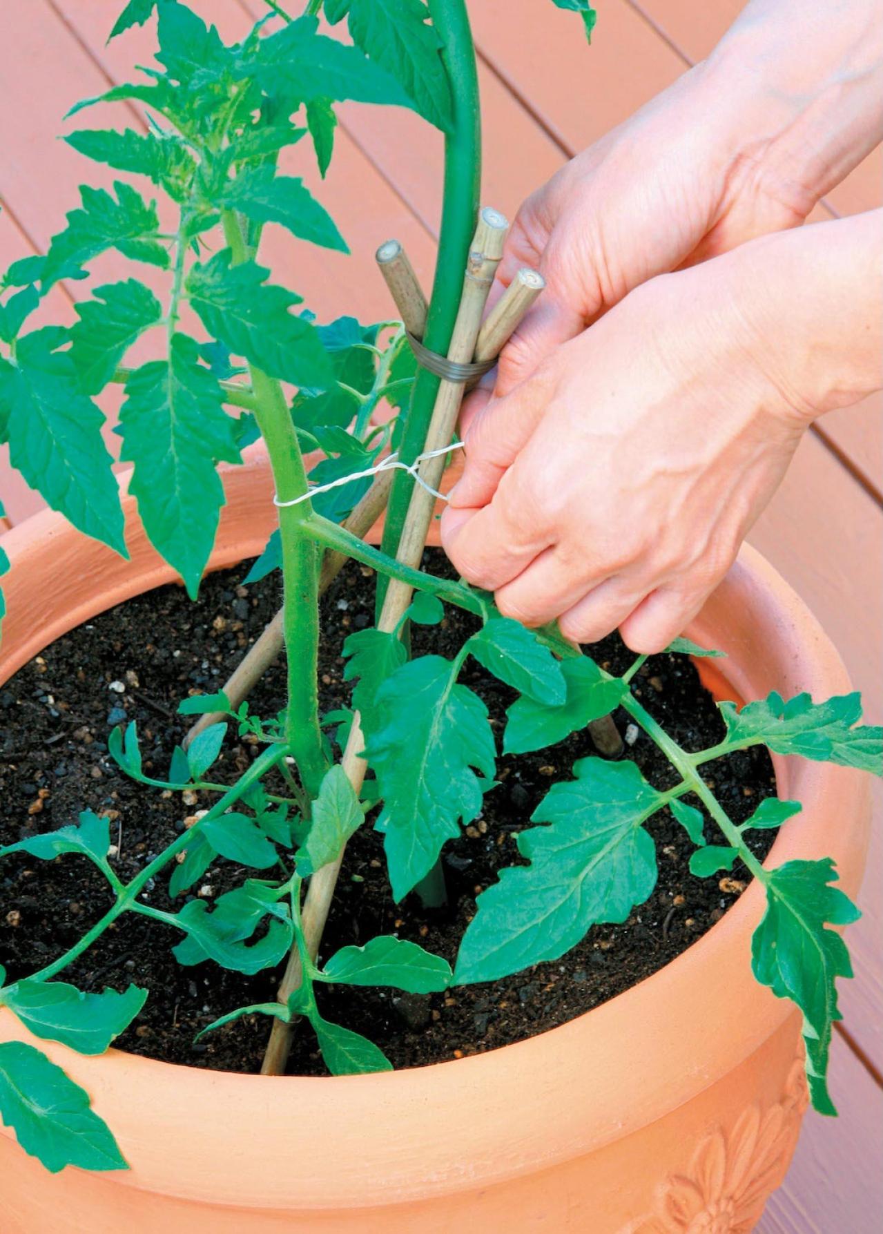 初心者でも簡単！ 鉢で育てる【ミニトマト】甘くてジューシーな実を収穫するには？（画像5）