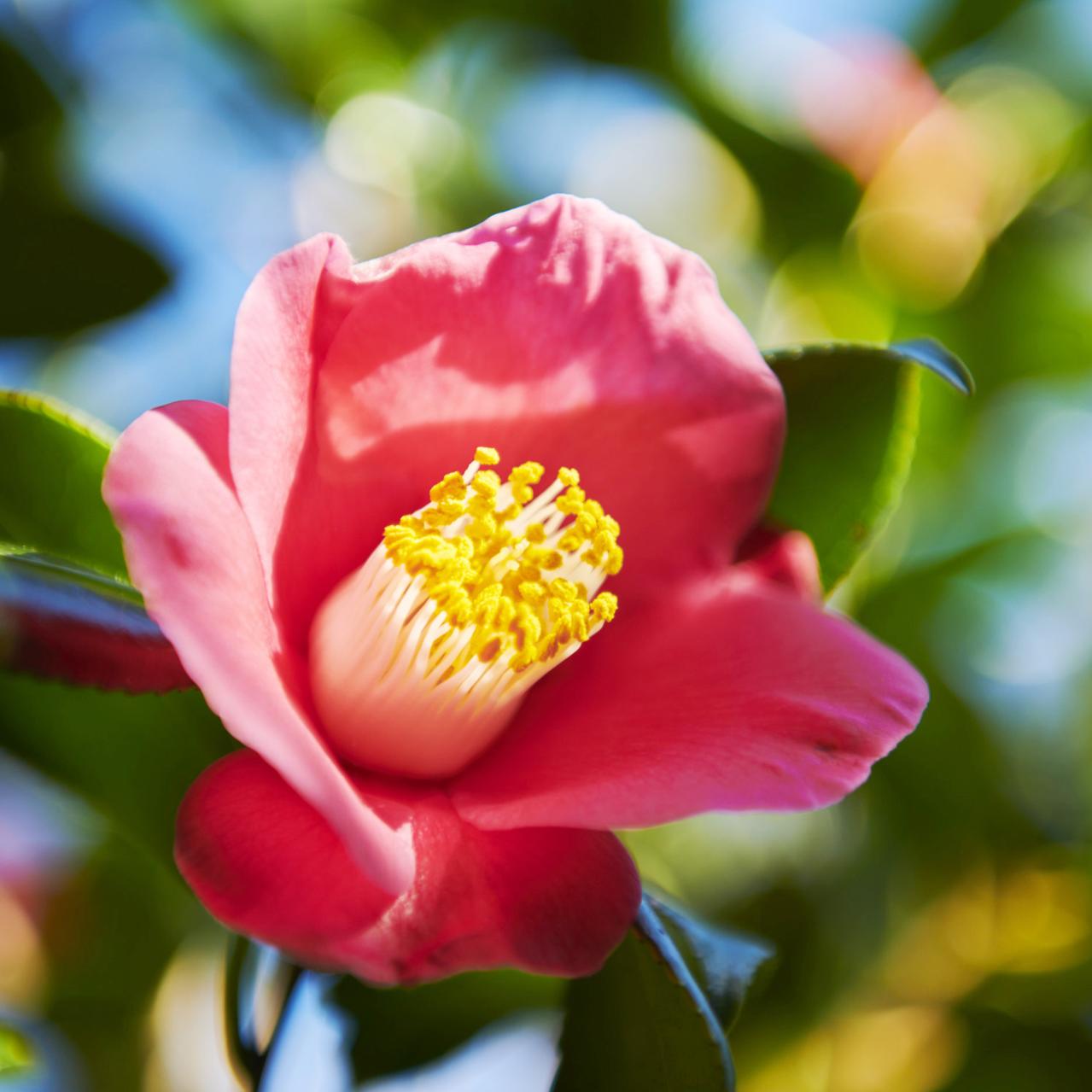 高精製だから髪にも肌にもサラッと使える 伊豆利島産の本島純椿（画像3）