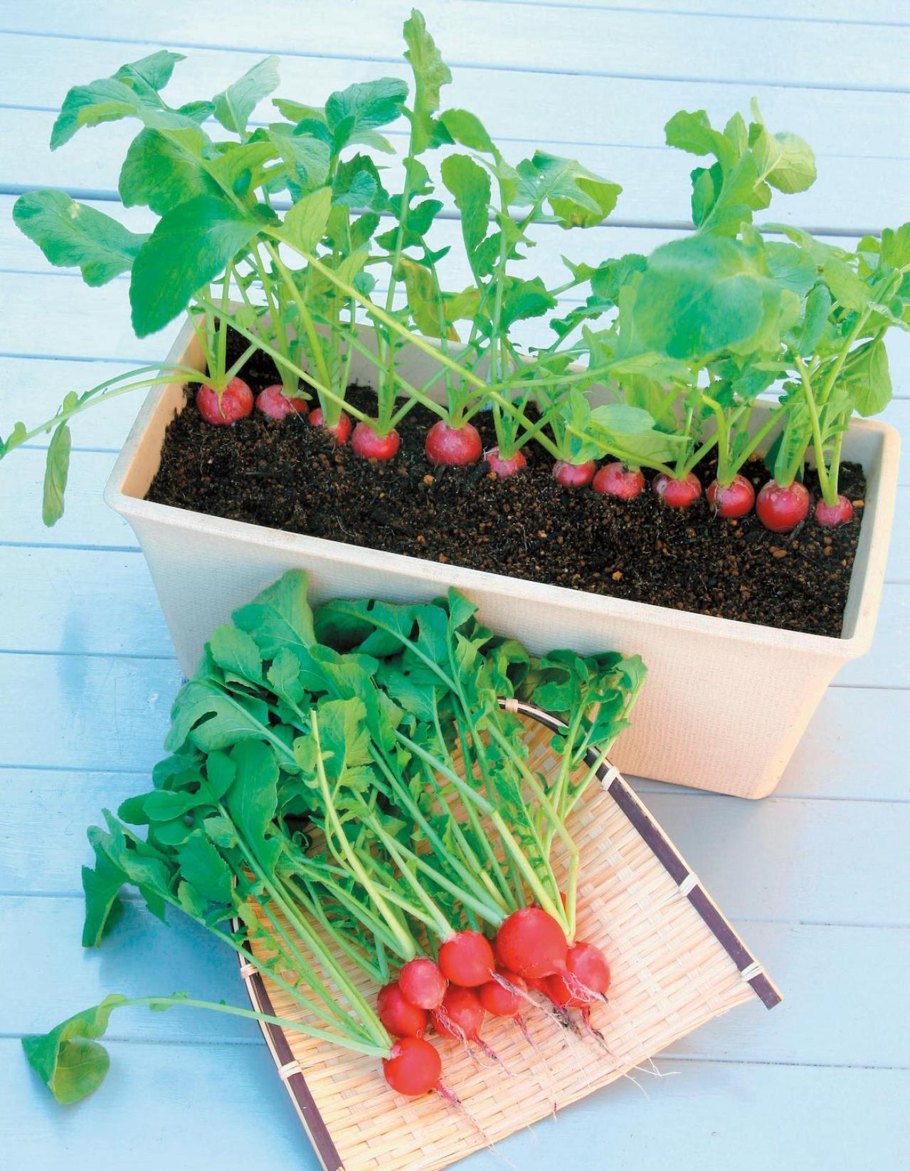 鉢で簡単に育てられる！春まき野菜【ラディッシュ＆コールラビ】の栽培のコツ（画像3）