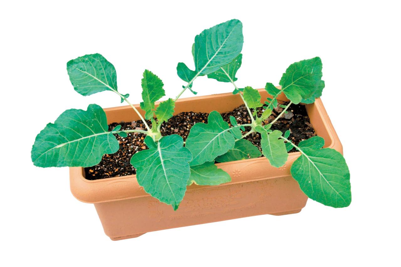 鉢で簡単に育てられる！春まき野菜【ラディッシュ＆コールラビ】の栽培のコツ（画像13）