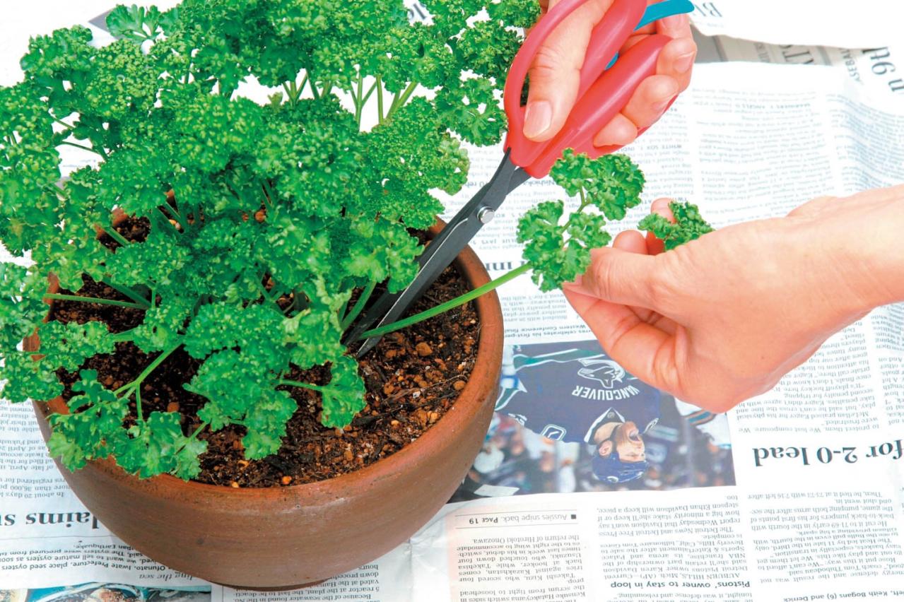 小さな鉢でも育つ！ 料理に使いやすい【ハーブ】2選。パセリ＆バジルの育て方