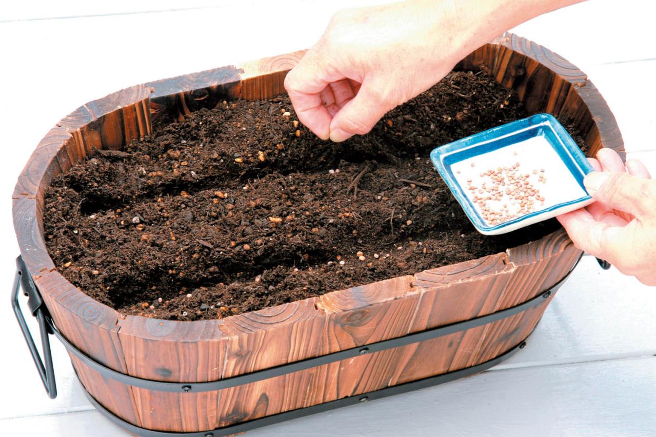 鉢で簡単に育てられる！春まき野菜【ラディッシュ＆コールラビ】の栽培のコツ（画像5）