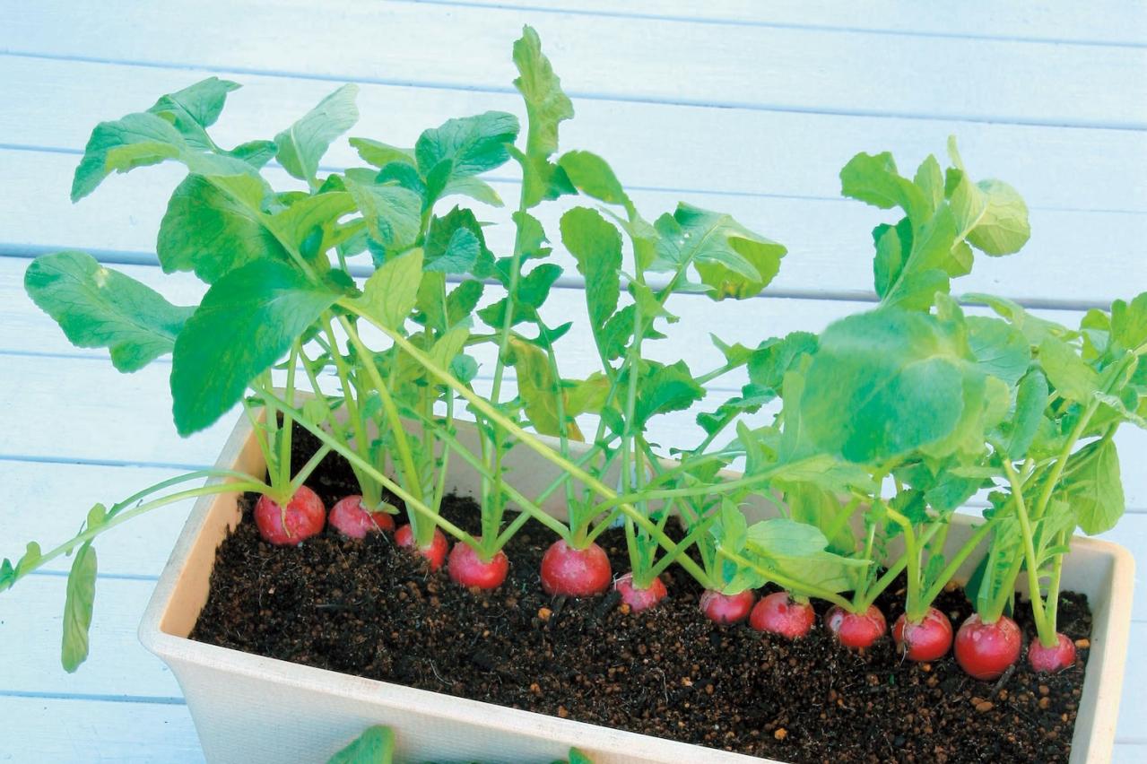 鉢で簡単に育てられる！春まき野菜【ラディッシュ＆コールラビ】の栽培のコツ