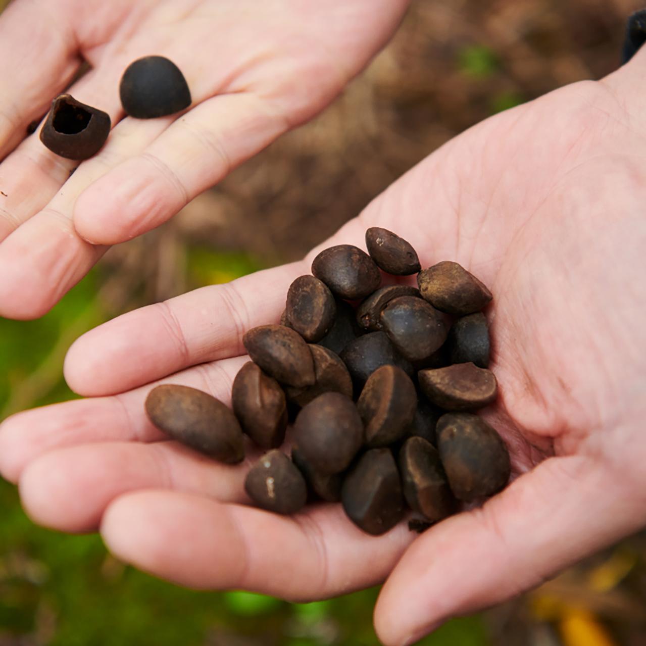 高精製だから髪にも肌にもサラッと使える 伊豆利島産の本島純椿（画像7）