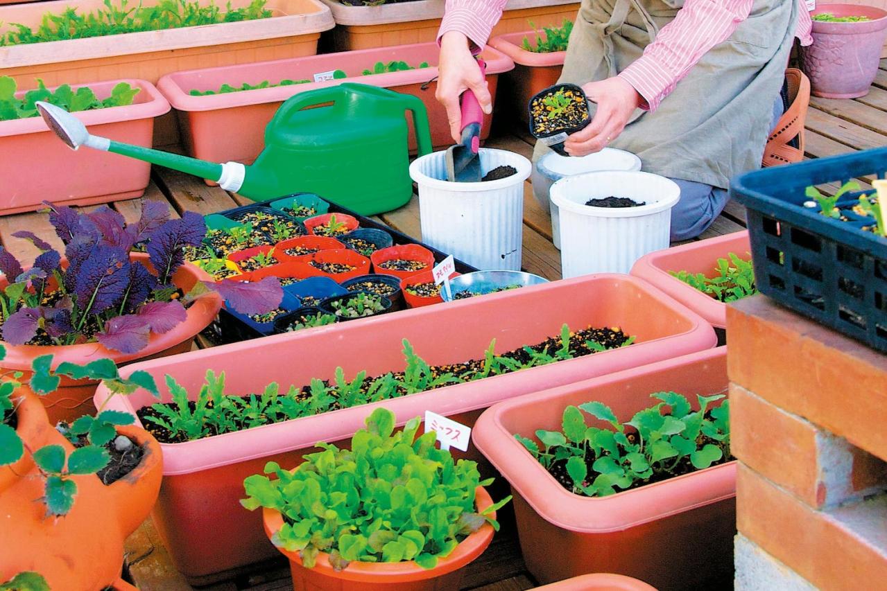 初めての【野菜＆ハーブ育て】用意すべき基本アイテムは？ ルッコラ栽培のポイントも紹介