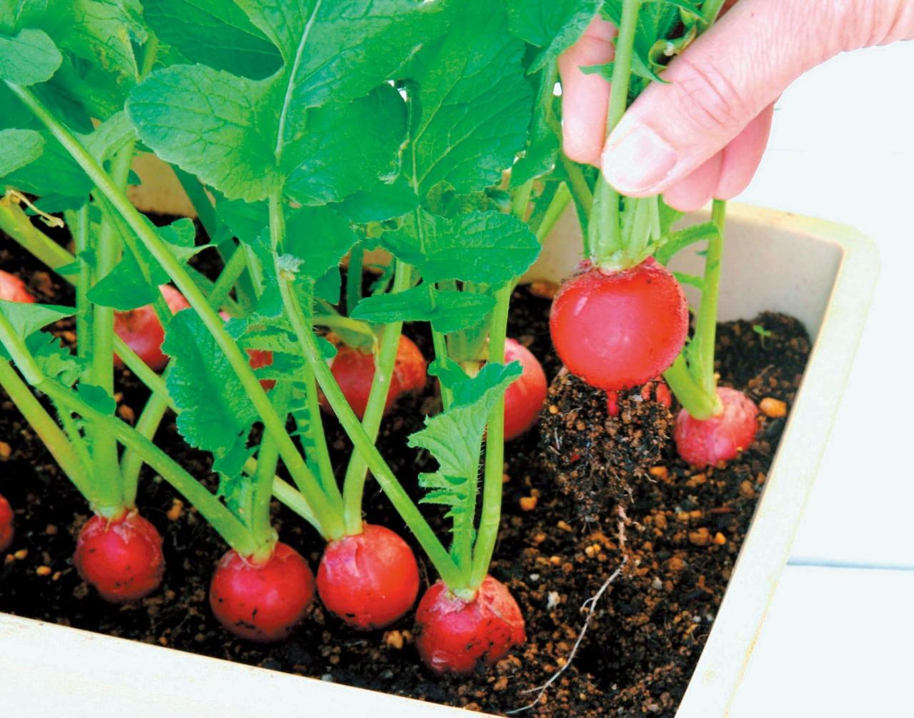 鉢で簡単に育てられる！春まき野菜【ラディッシュ＆コールラビ】の栽培のコツ（画像9）