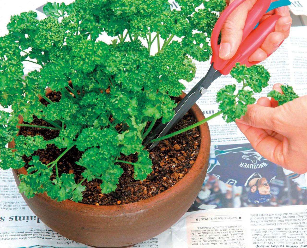 小さな鉢でも育つ！ 料理に使いやすい【ハーブ】2選。パセリ＆バジルの育て方（画像3）