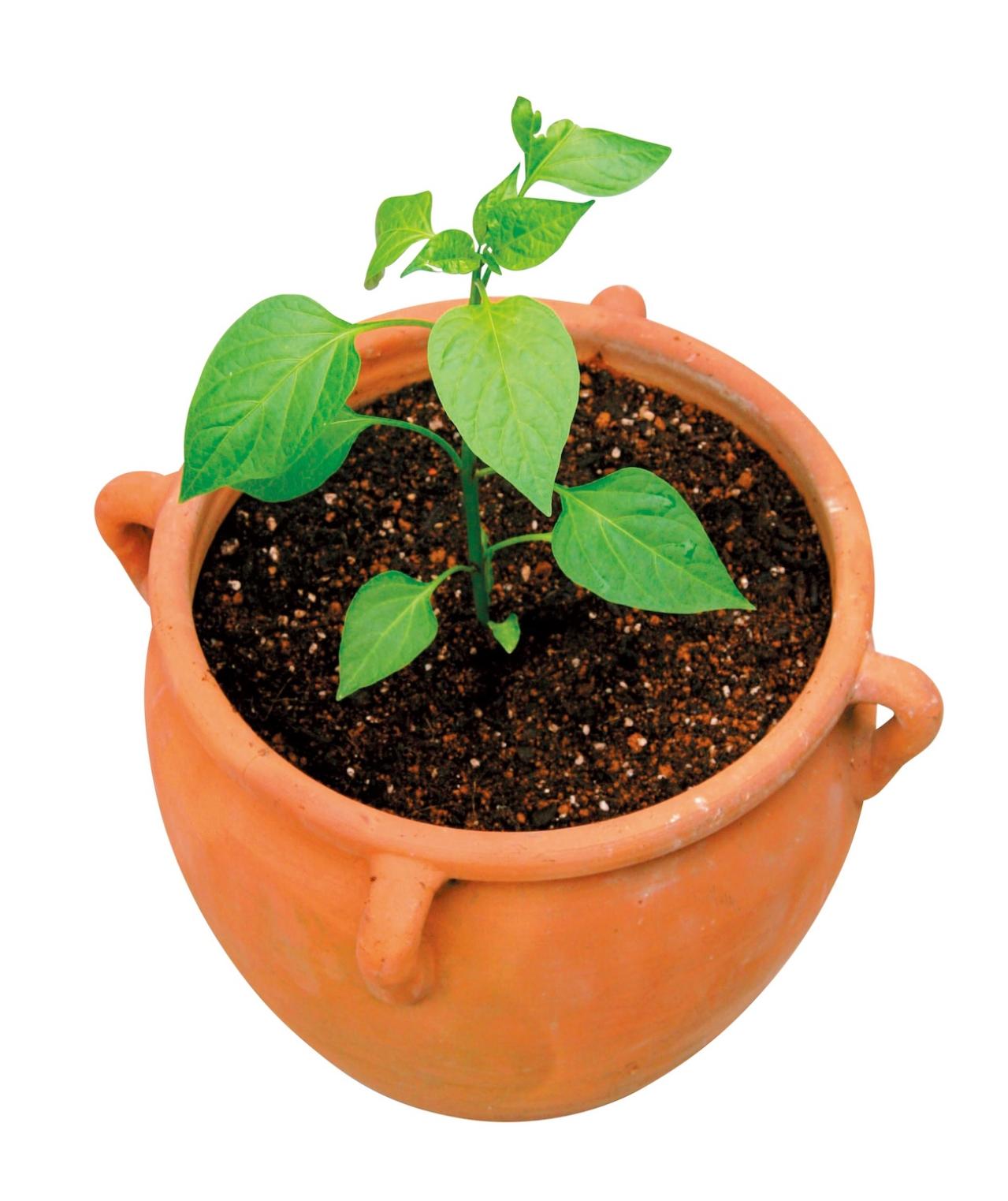 初めての【野菜＆ハーブ育て】用意すべき基本アイテムは？ ルッコラ栽培のポイントも紹介（画像6）