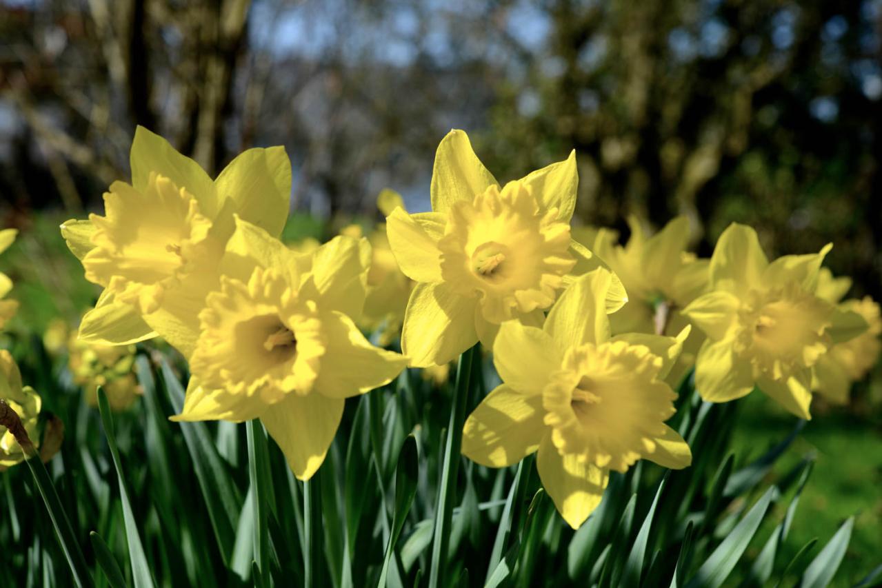 ラッパスイセン