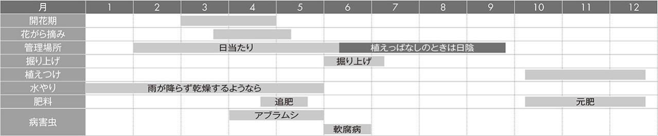 【ガーデニングQ&A】ラッパスイセンの葉が多くて、花があまり咲かない。株分けをすべき？（画像5）