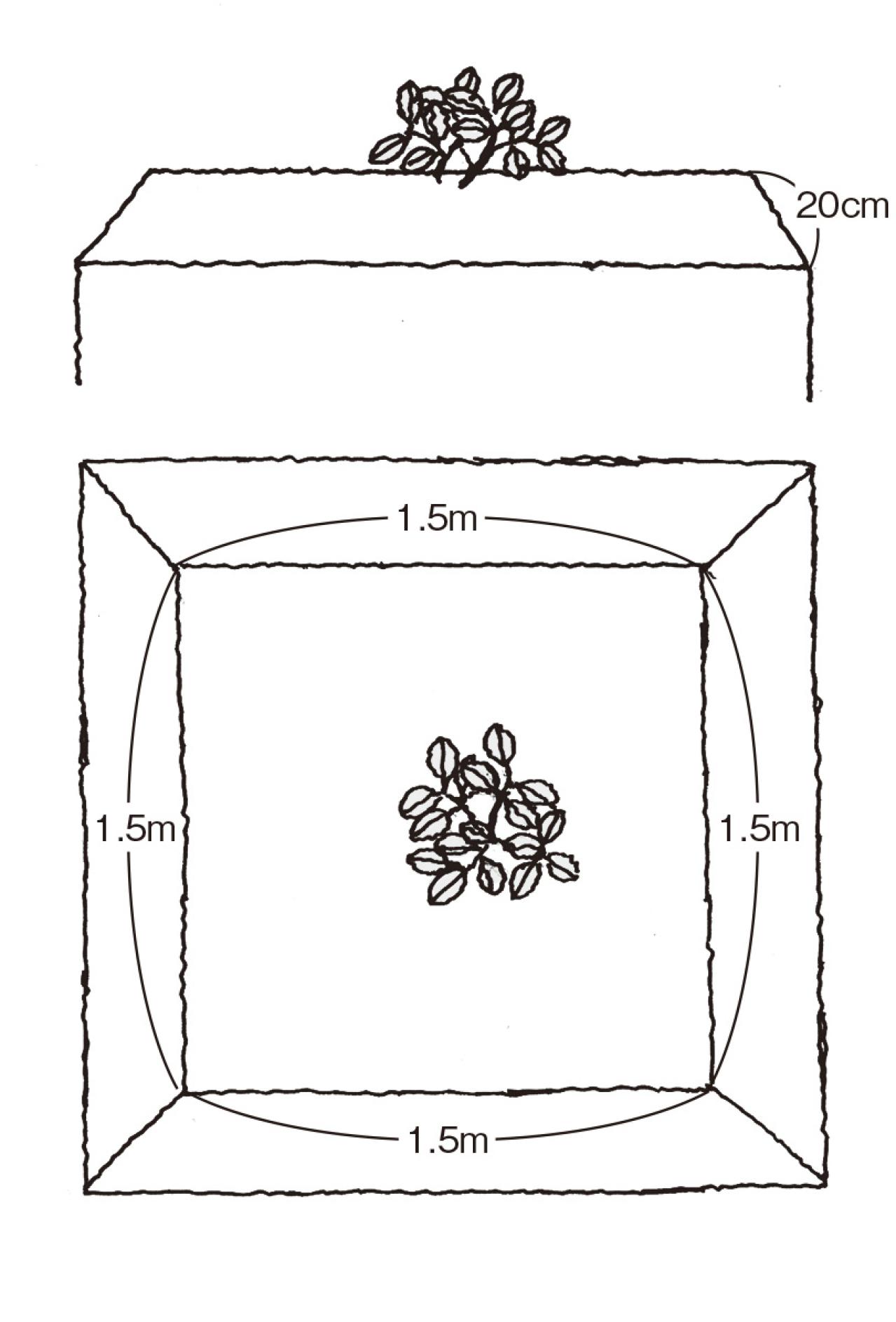 【ガーデニングQ＆A】ラッカセイの殻がかたく、食べづらい。じょうずに育てるには？（画像3）
